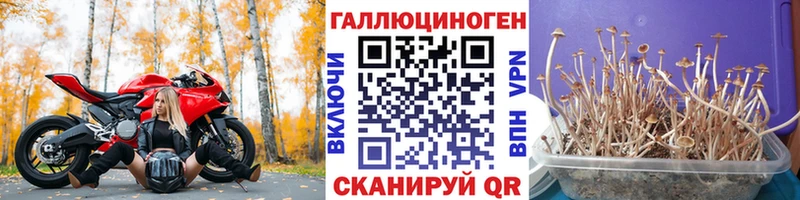 Купить закладки Муравленко Псилоцибиновые грибы Psilocybine cubensis